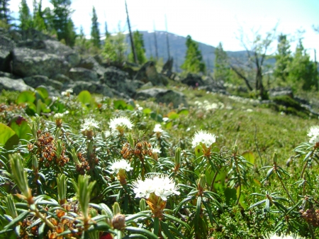 mountains in summer - mountains, summer, flowers, russia