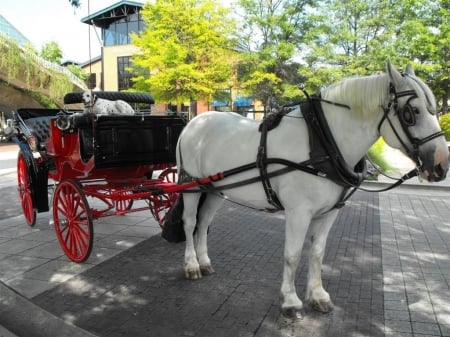 White Horse, Dalmation, & Carriage - carriage, dalmation, white, horse