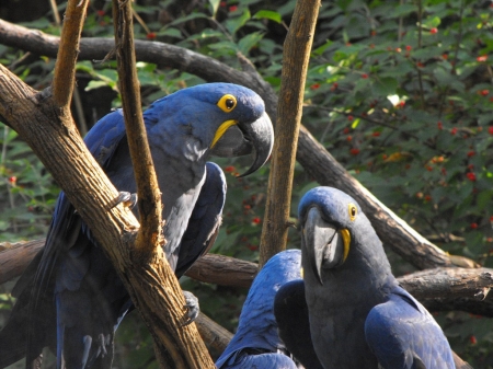 Blue Amazon Parrots - parrots, parrot, blue, Amazon