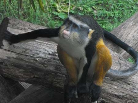 Curious Monkey - monkeys, yellow, monkey, black, gold, curious