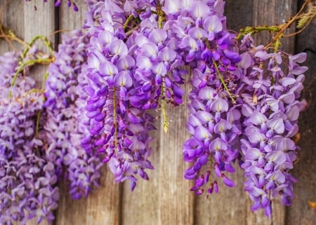 Wisteria - wisteria, fence, vara, pink, summer, flower