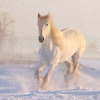 White Horse in Snow