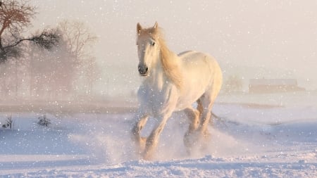 White Horse in Snow