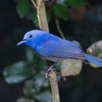 black naped monarch