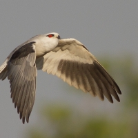 black winged kite