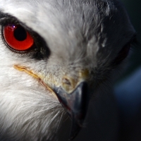 black winged kite