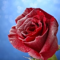 Winter red rose