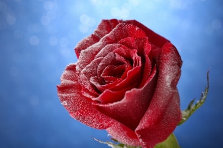 Winter red rose