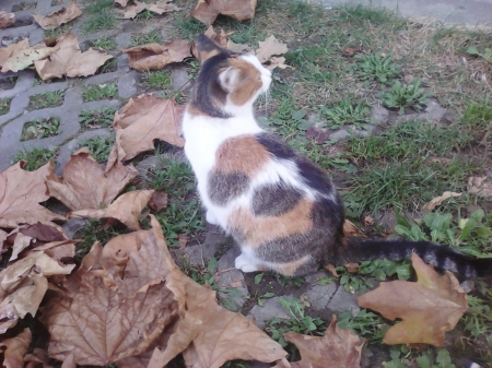 cat is playing - cute, cats, play, autumn