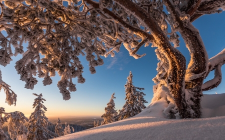 Early Wintertime - cold, snow, sunshine, sunrise, tree, sky