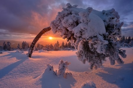 Winter Sunset - sky, landscape, clouds, tree, sun, snow