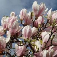 Magnolia