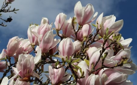 Magnolia - flowering, magnolia, tree, spring