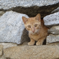 Cat in Greece