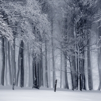 Forest in Winter