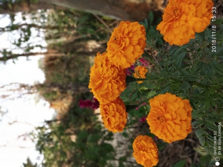 Marigold flowers - sky, flower, marigold, plant