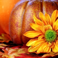 Pumpkins And Flowers