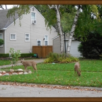 My "Deer" Neighbors :D