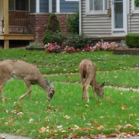 Grass! It's What's for Dinner...