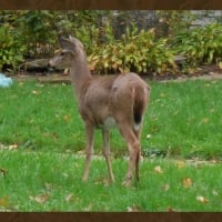 Doe by the Sidewalk