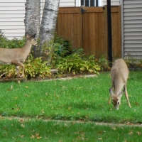 Living Lawn Ornaments