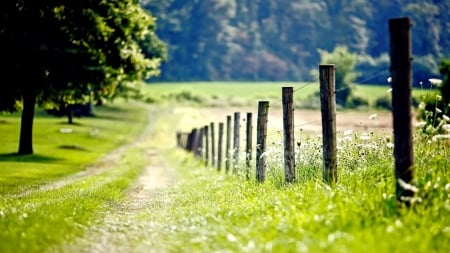 Forested Country Road Bordered by Old Fence - country road, fence, forest, country