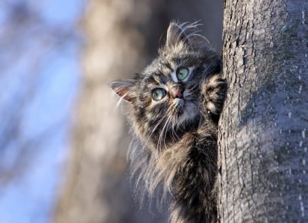 Kitten - paw, cat, pisici, animal, tree, cute, kitten