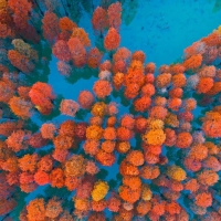 Aerial View of Fall Forest Foliage