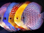 discus fish