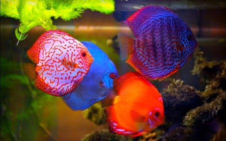 discus fish - fish, discus, animal, aquarium