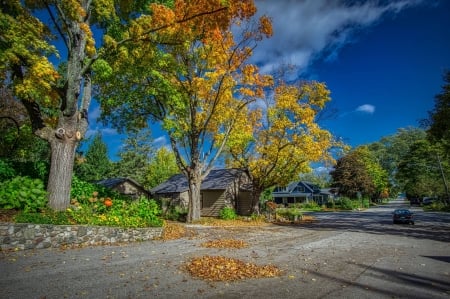 autumn colors - forest, cool, fun, trees, nature, colors, autumn