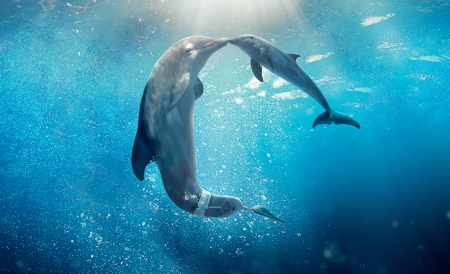 Dolphin Tale 2 - water, poster, summer, blue, movie, sea, dolphin tale, vara