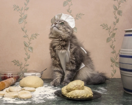 Proud chef - funny, cute, hat, cat, daykiney, pisici, chef