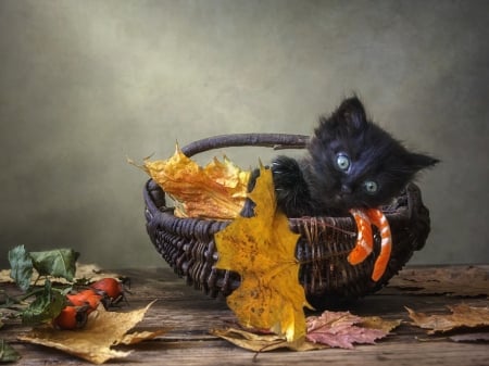 On the waves of autumn leaves - autumn, cat, pisici, leaf, basket, black, kitten, daykiney, orange, animal, cute