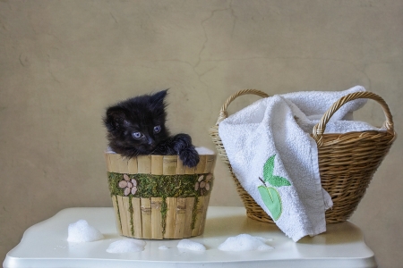 Traying to wash a black kitten - animal, cute, black, bath, kitten, bucket, cat, pisici