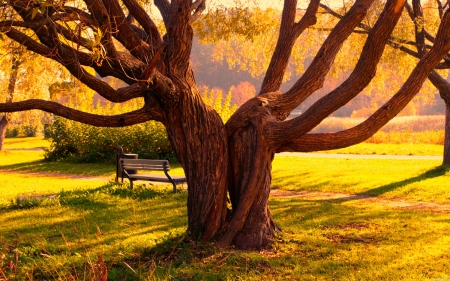 :) - brown, yellow, tree, couple, hug, autumn