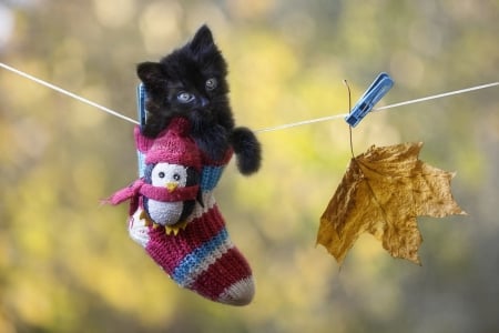 Drying after bathing - autumn, cat, pisici, leaf, funny, black, kitten, daykiney, pink, animal, cute, socket