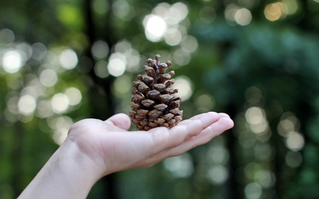 Pine Cone - nature, pine cone, hand, serbia