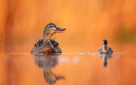 â¤ï¸ - animal, water, duck, reflection, duckling