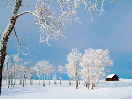 Woodsy cabin - winter, cabin, snow, frost