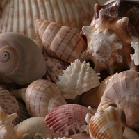 shells