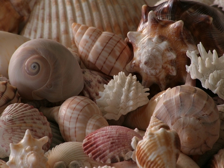 shells - shells