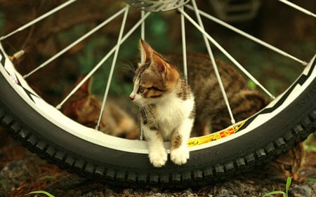 CUTE KITTEN  - kitten, sits, tyre, cute, bicycle