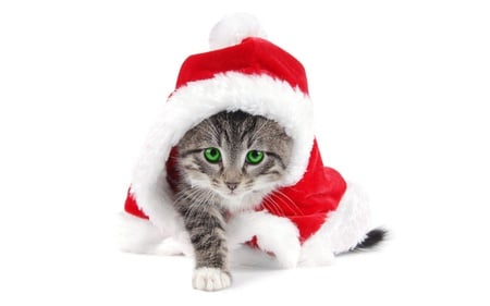 santa is a cat - wallpaper, cute, animals, cat, christmas, kitty, cats, kitten, picture, santa, cap, is acat