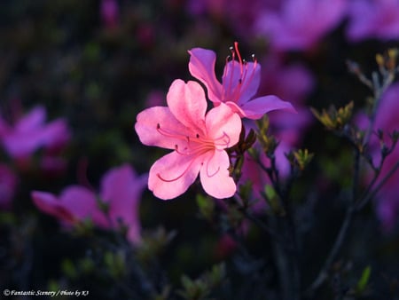 Pink Flowers - for you, pink flowers