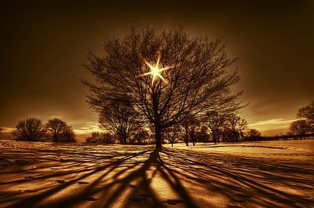 Tree Of Light - tree of light, cool