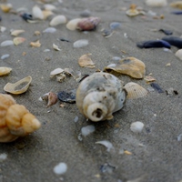 Sea Shells