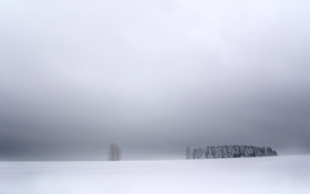 White Trees - white, winter, tree, snow