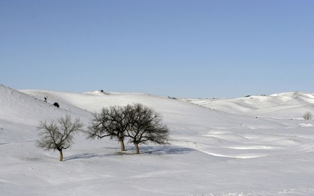 Snow  - snow, white, winter, tree