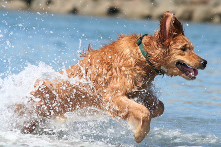 Golden Retrever Running In Water - dogs, water, splash